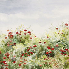 Схема вышивки «Маки поле»