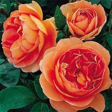 Схема вышивки «розы»