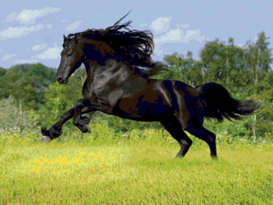 Конь вороной - конь, животные - предпросмотр