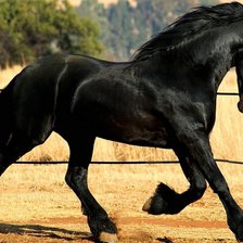 Схема вышивки «Конь вороной 2»