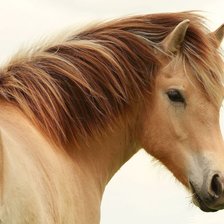 Схема вышивки «Серия "Лошади"»