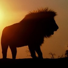 Схема вышивки «Царь зверей на закате Серия "Дикие кошки"»