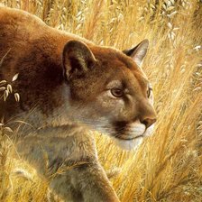 Схема вышивки «Пума - Кугуар»