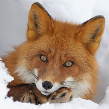 Схема вышивки «Лисичка на снегу»