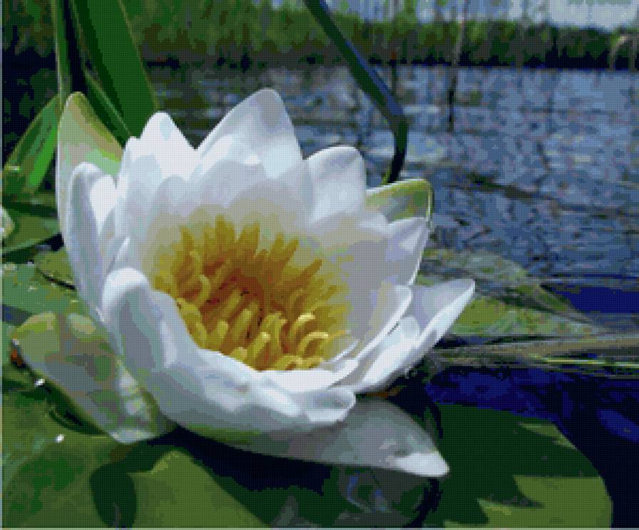 Белая кувшинка - кувшинка, цветок - предпросмотр