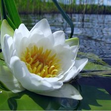 Схема вышивки «Белая кувшинка»