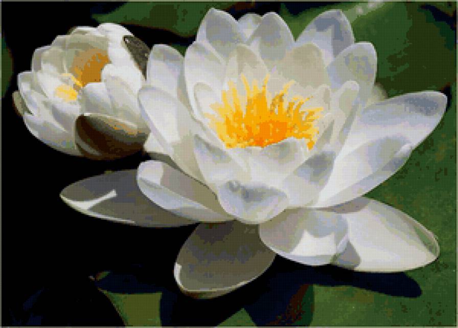 лилии - цветы, картина.лилии - предпросмотр