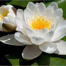 Схема вышивки «лилии»