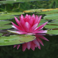 Схема вышивки «лотос»