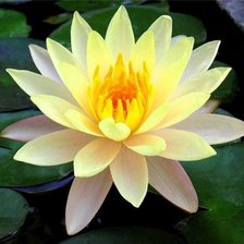 Схема вышивки «Бело-желтый лотос»