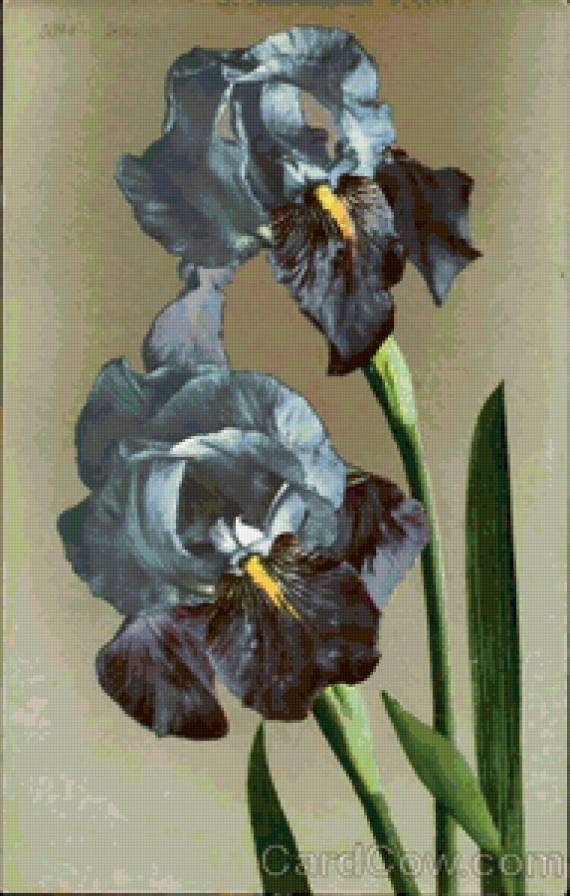 ирисы - цветы, ирисы, сад - предпросмотр