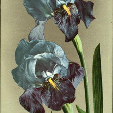 Схема вышивки «ирисы»