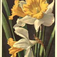 Схема вышивки «нарцисс»