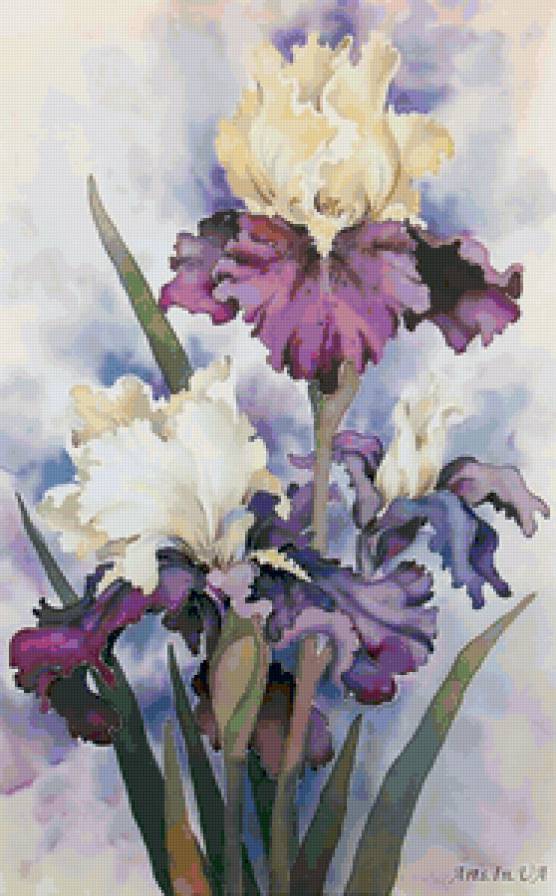 ирисы - сад, ирисы, цветы - предпросмотр