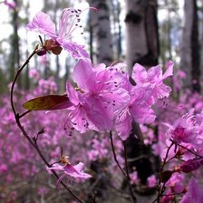 Схема вышивки «Багульник»