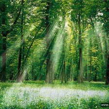 Схема вышивки «лес»