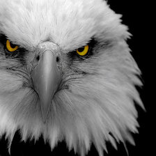 Схема вышивки «орёл»