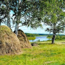 Схема вышивки «Пейзаж, березы»