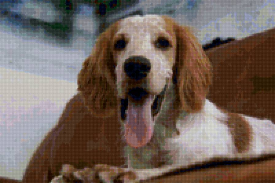 Барри.. - собака, друг - предпросмотр