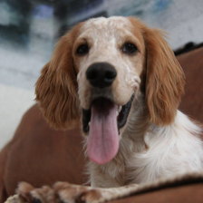 Схема вышивки «Барри..»