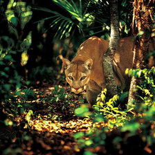 Схема вышивки «Серия "Дикие кошки" Пума»