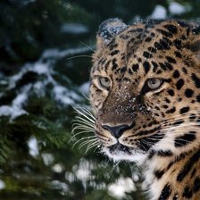 Схема вышивки «Серия "Дикие кошки"»