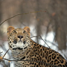 Схема вышивки «Серия "Дикие кошки" Леопард»