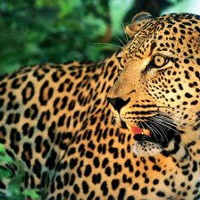 Схема вышивки «Серия "Дикие кошки" Леопард»