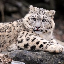 Схема вышивки «Серия "Дикие кошки" Снежный барс»