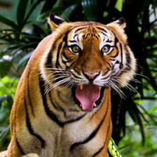 Схема вышивки «Серия "Дикие кошки" Тигр»