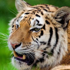 Схема вышивки «Серия "Дикие кошки" Тигр»