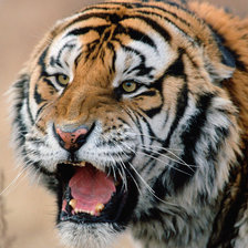 Схема вышивки «Серия "Дикие кошки" Сибирский тигр»