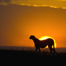 Схема вышивки «Серия "Дикие кошки" Гепард»
