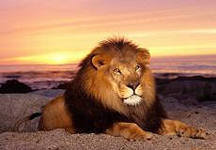 Схема вышивки «лев»