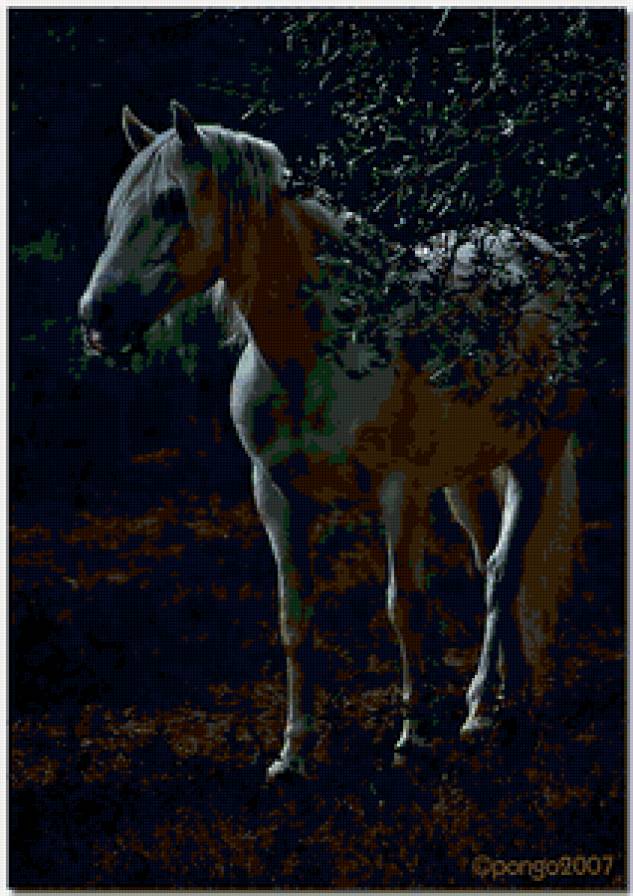 Белая лошадь - лошади, животные, ночь - предпросмотр