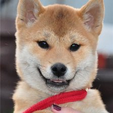 Схема вышивки «Cиба-ину»