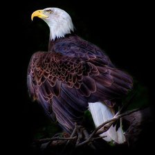 Схема вышивки «Орёл»