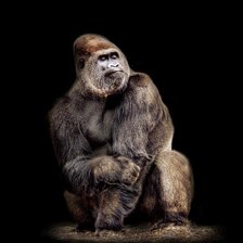 Схема вышивки «Горилла»