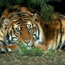 Схема вышивки «№126058»