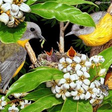 Схема вышивки «Родители»