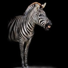 Схема вышивки «Зебра»