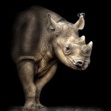 Схема вышивки «Носорог»