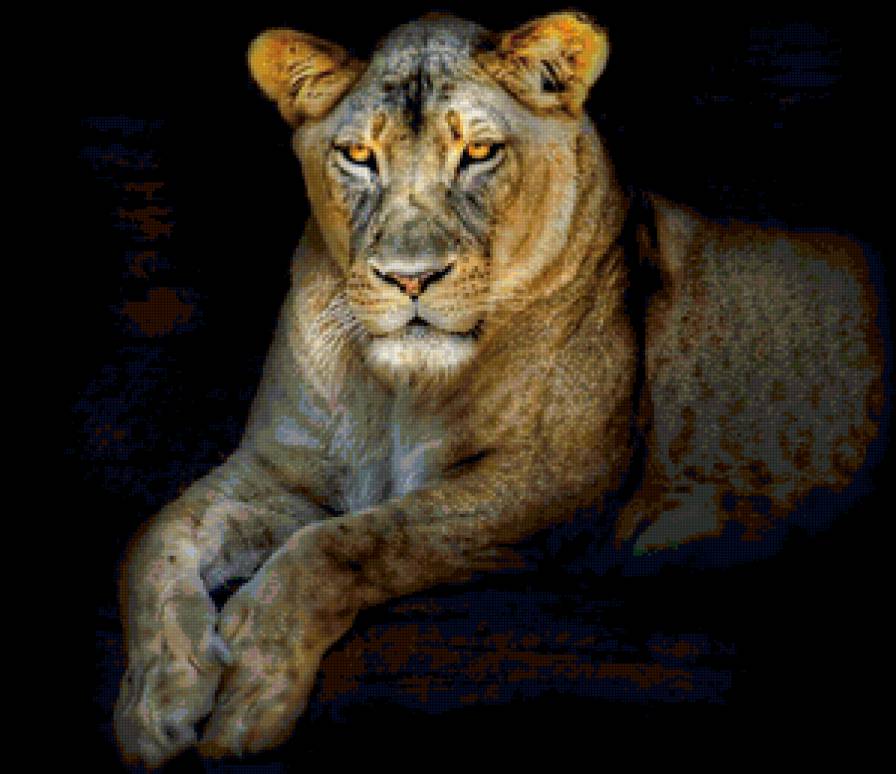 Львица - львы, животные - предпросмотр