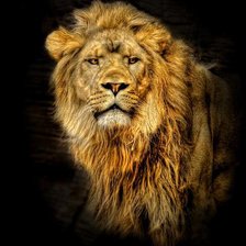 Схема вышивки «Лев»