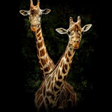 Схема вышивки «Жирафы»