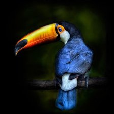 Схема вышивки «Тукан»