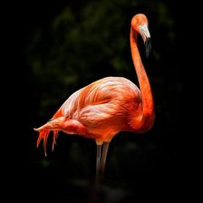 Схема вышивки «Фламинго»