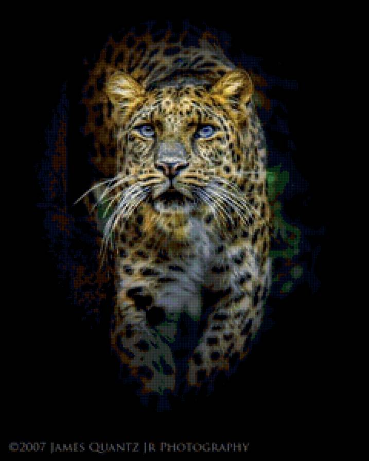 Леопард - кошки, животные - предпросмотр