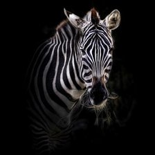 Схема вышивки «Зебра»