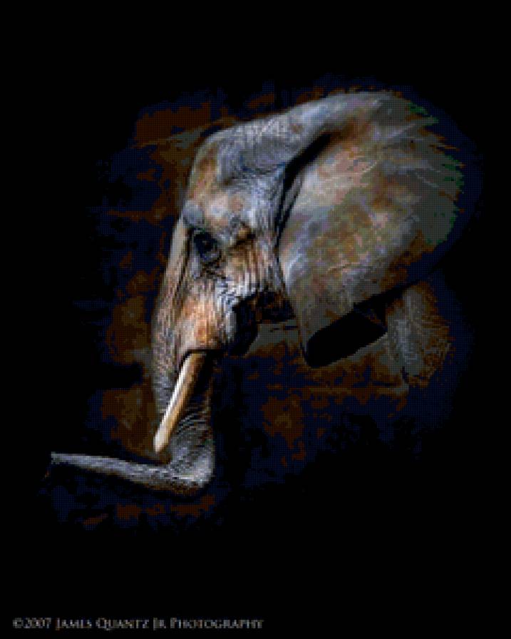 Слон - слоны, животные - предпросмотр